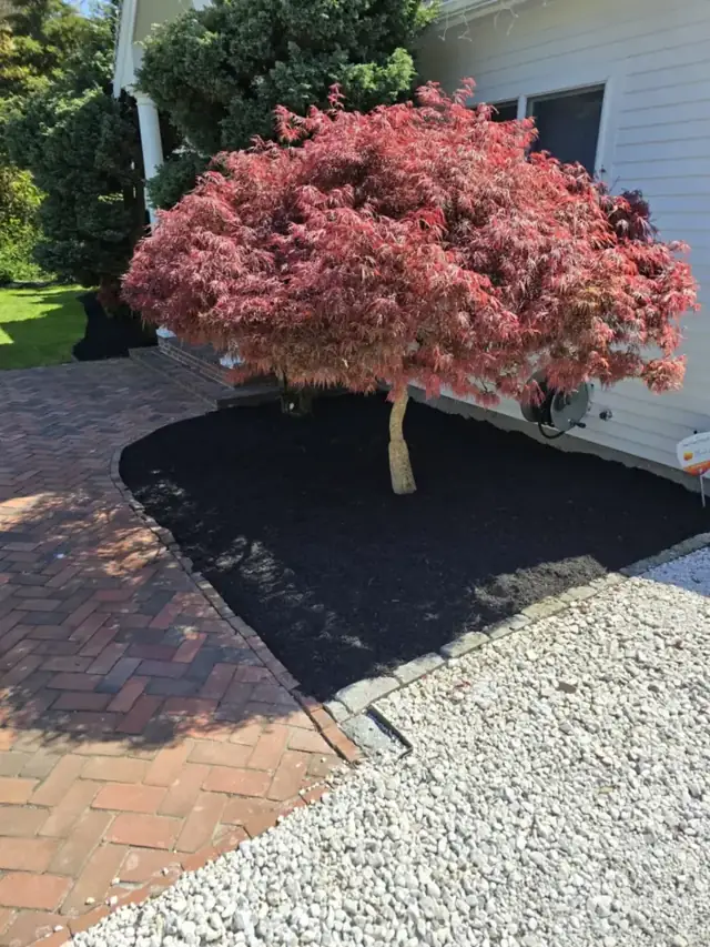 Japanese maple in fresh mulch beside a paver drive