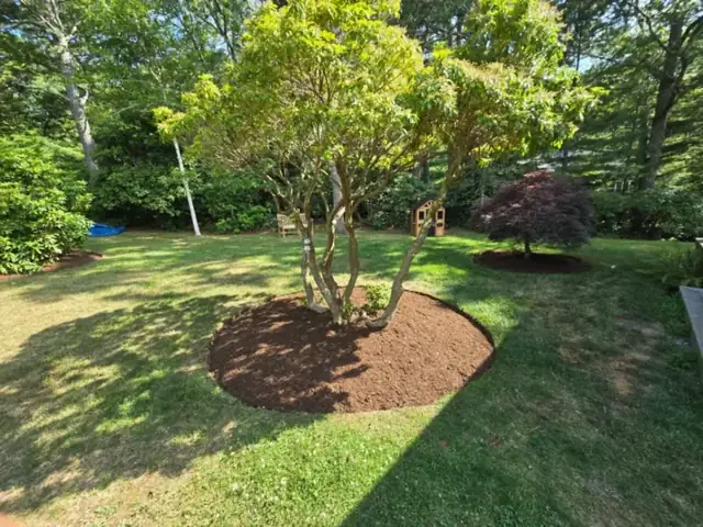Specimen tree with mulch ring