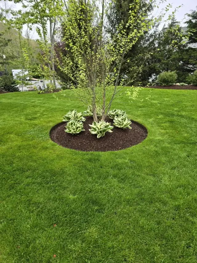 Tree ringed in mulch on a striped lawn